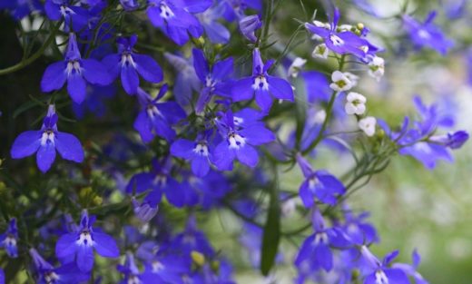 Fleur Bleue La Liste Des 30 Plus Belles Fleurs Bleues Pour Votre Jardin