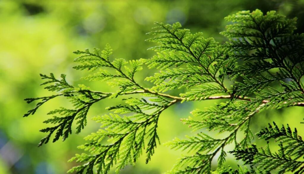 Arbres qui poussent à l ombre les 10 meilleures variétés