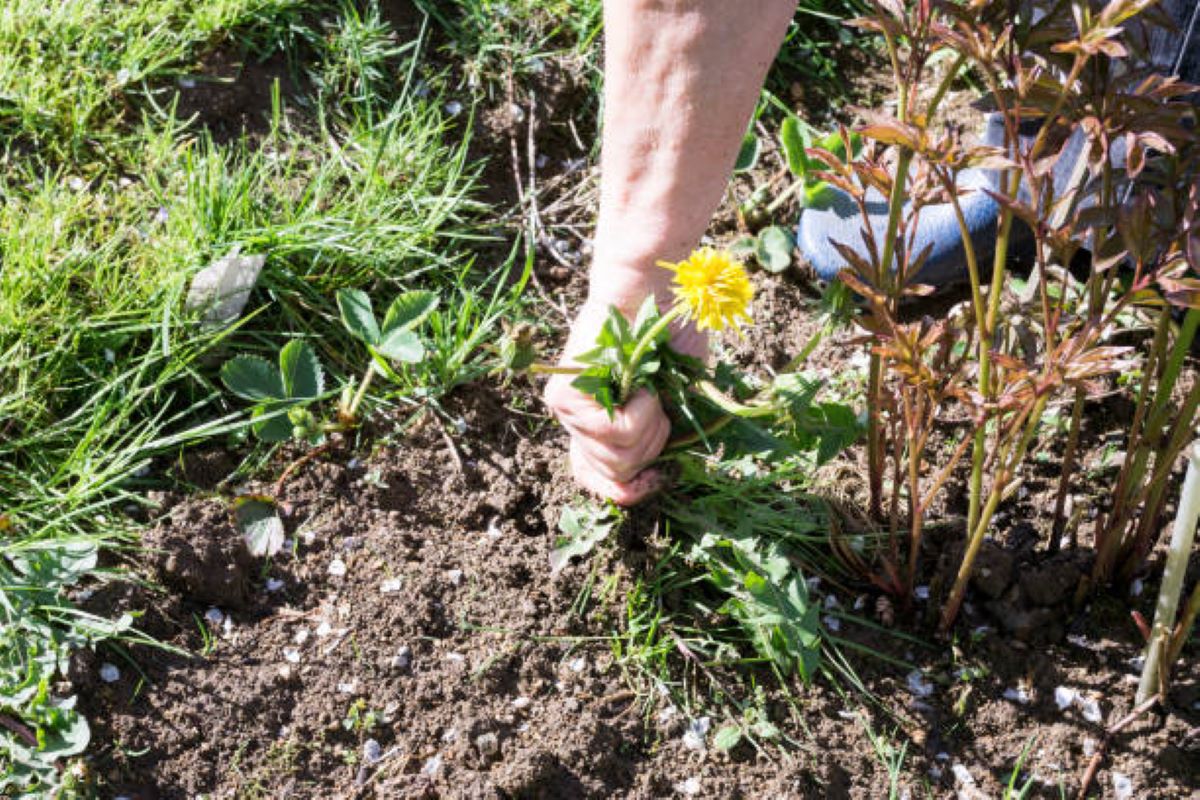 Mauvaises Herbes Comment Les Reconnaitre Et Les Liminer