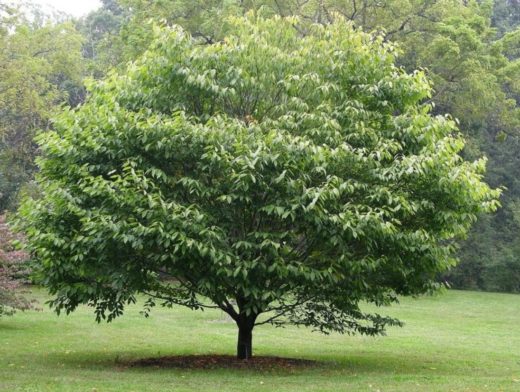 Arbre qui pousse vite : liste des arbres à croissance rapide