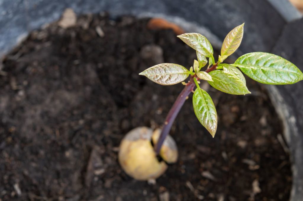 Avocat Comment Faire Pousser Et Entretenir Son Avocatier