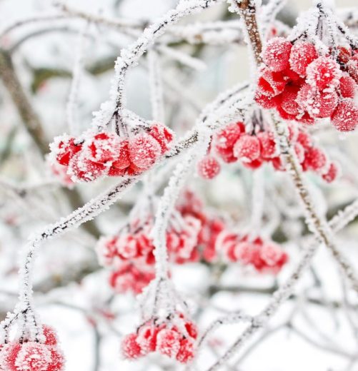 Fleur D’hiver : La Liste Des 30 Plus Belles Fleurs D’hiver