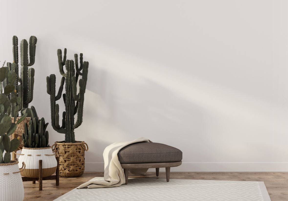 Salon Avec Cactus Et Plantes Vertes 
