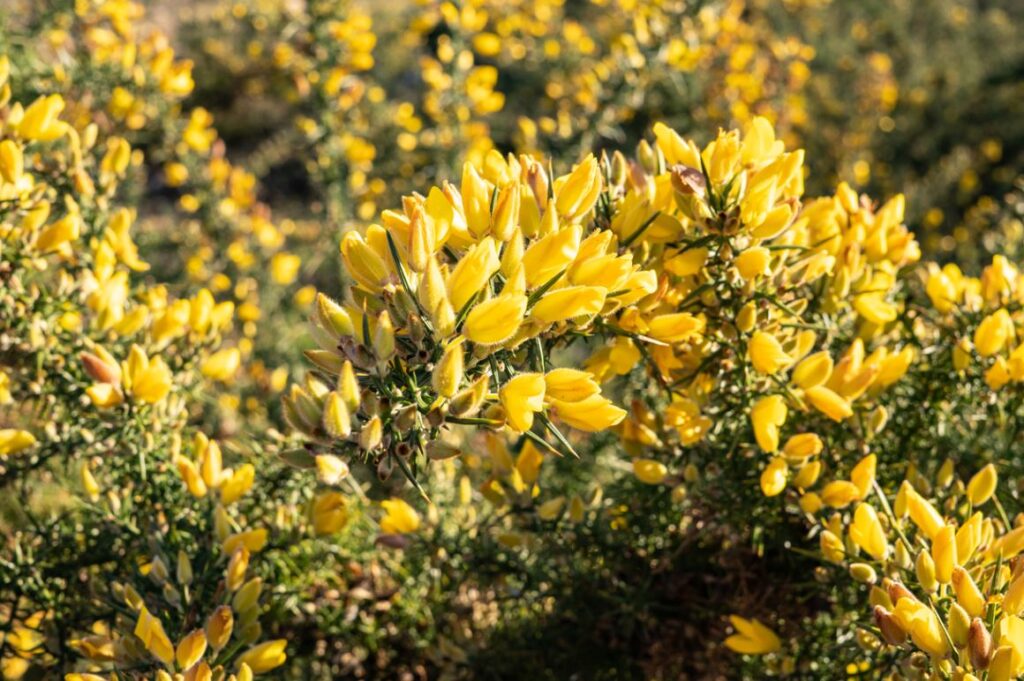 30 Variétés D Arbustes Pour Profiter D Un Jardin Fleuri Toute L Année