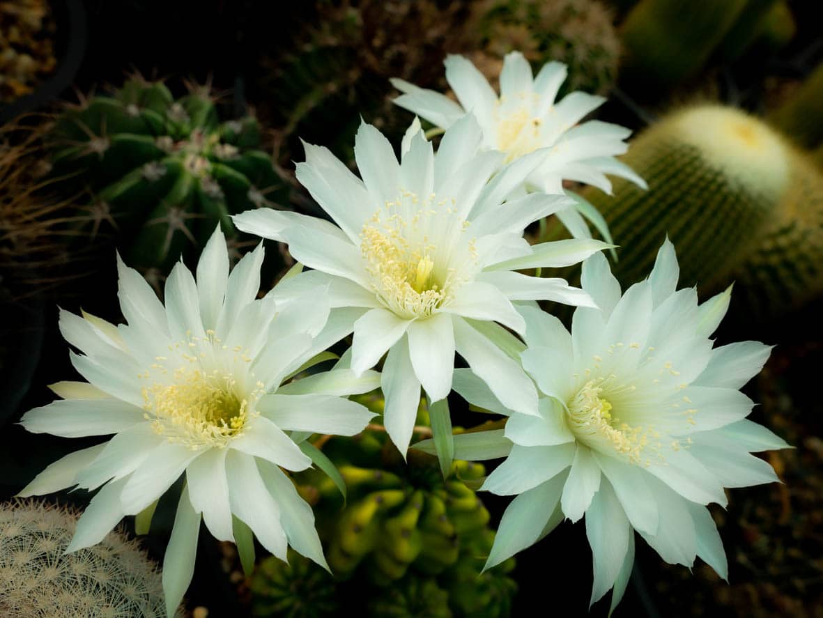 Fleurs blanches de cactus Echinopsis 