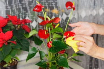 Anthurium : Culture, Arrosage, Rempotage Et Entretien