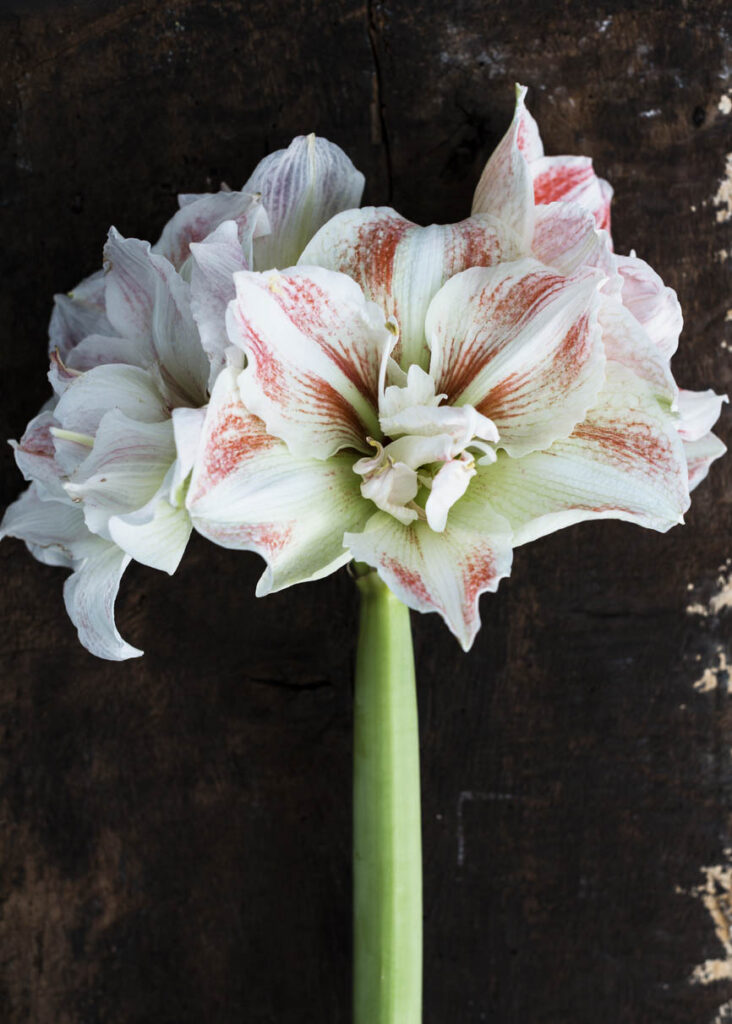 Comment Conserver Les Bulbes D'amaryllis Après Floraison Amaryllis (Hippeastrum) : culture et conseils d'entretien