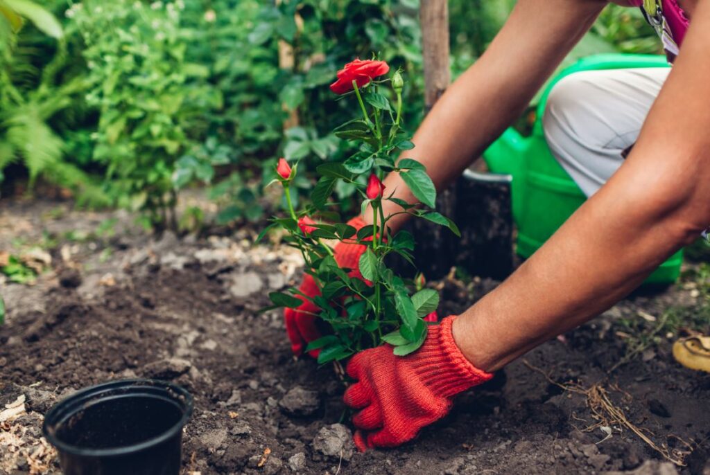 Faut Il Arroser Les Rosiers En Pleine Terre Rosier : guide complet de culture et d'entretien des rosiers