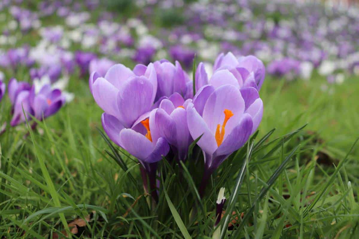 Crocus