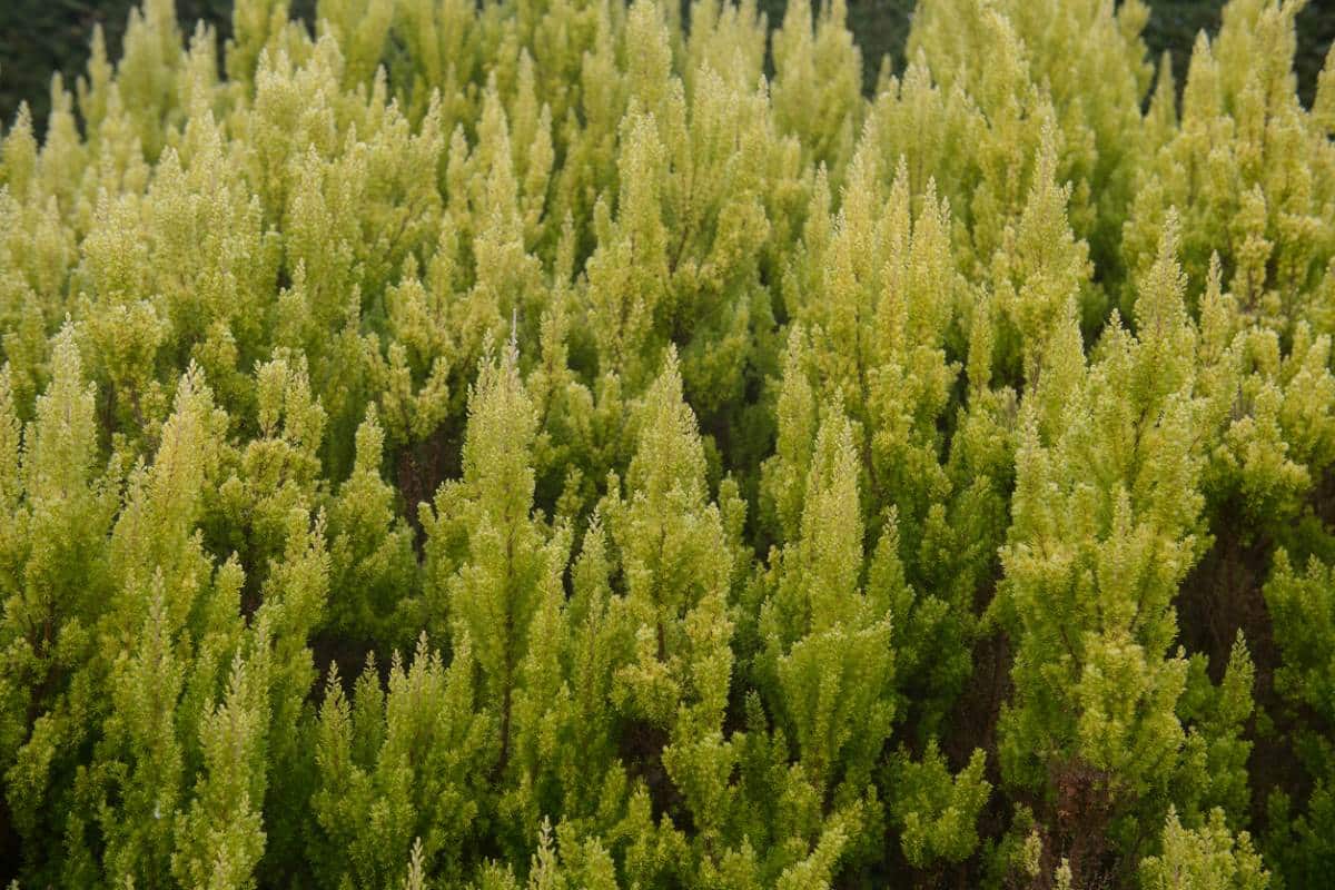 Erica Arborea Alpina