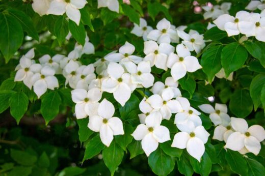 Fleurs Du Cornouiller Du Japon