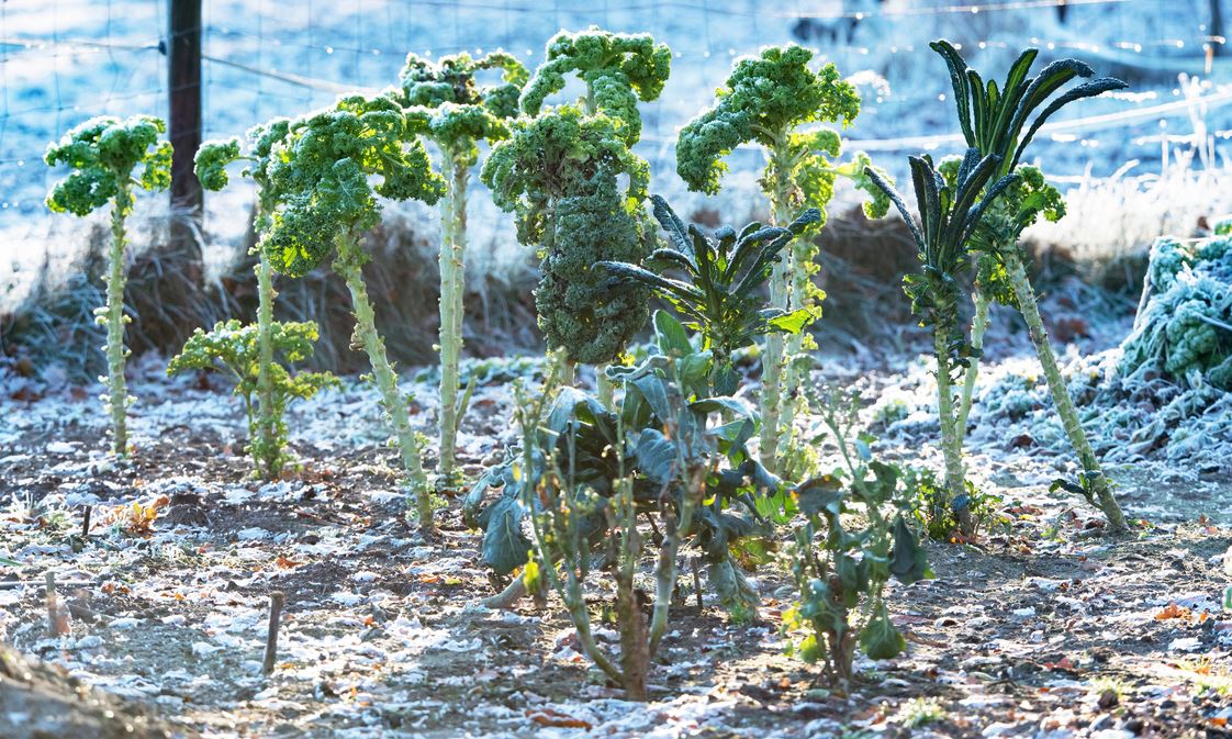 Potager En Novembre