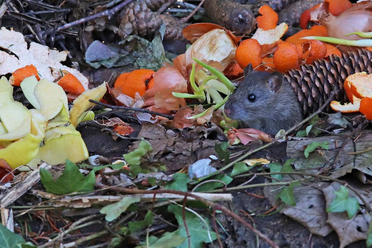rat dans le compost