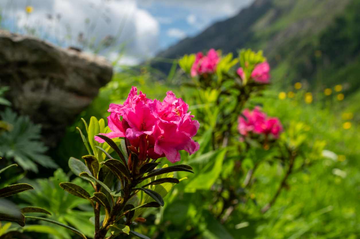 Rhododendron Ferrugineux