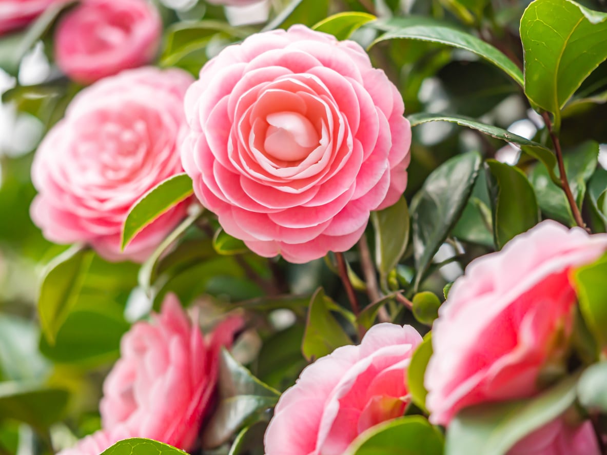 Plan rapproché de Rose pastel Camellia Japonica 