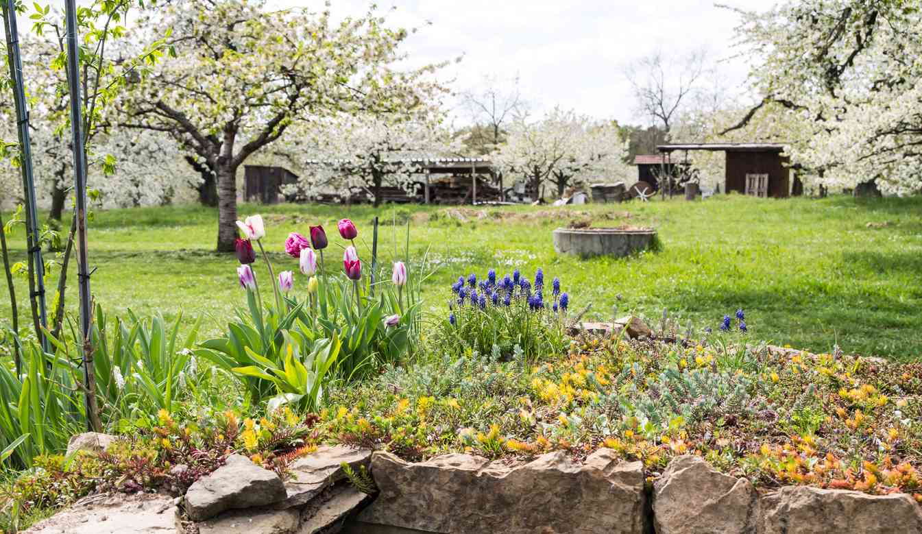 jardin avec par terre de fleur et arbres en avril