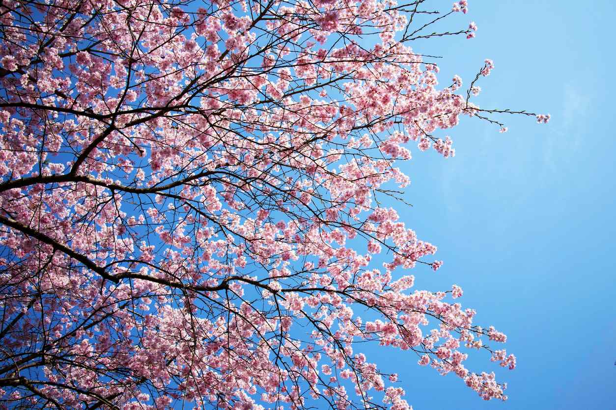 Cerisiers du Japon en pleine floraison