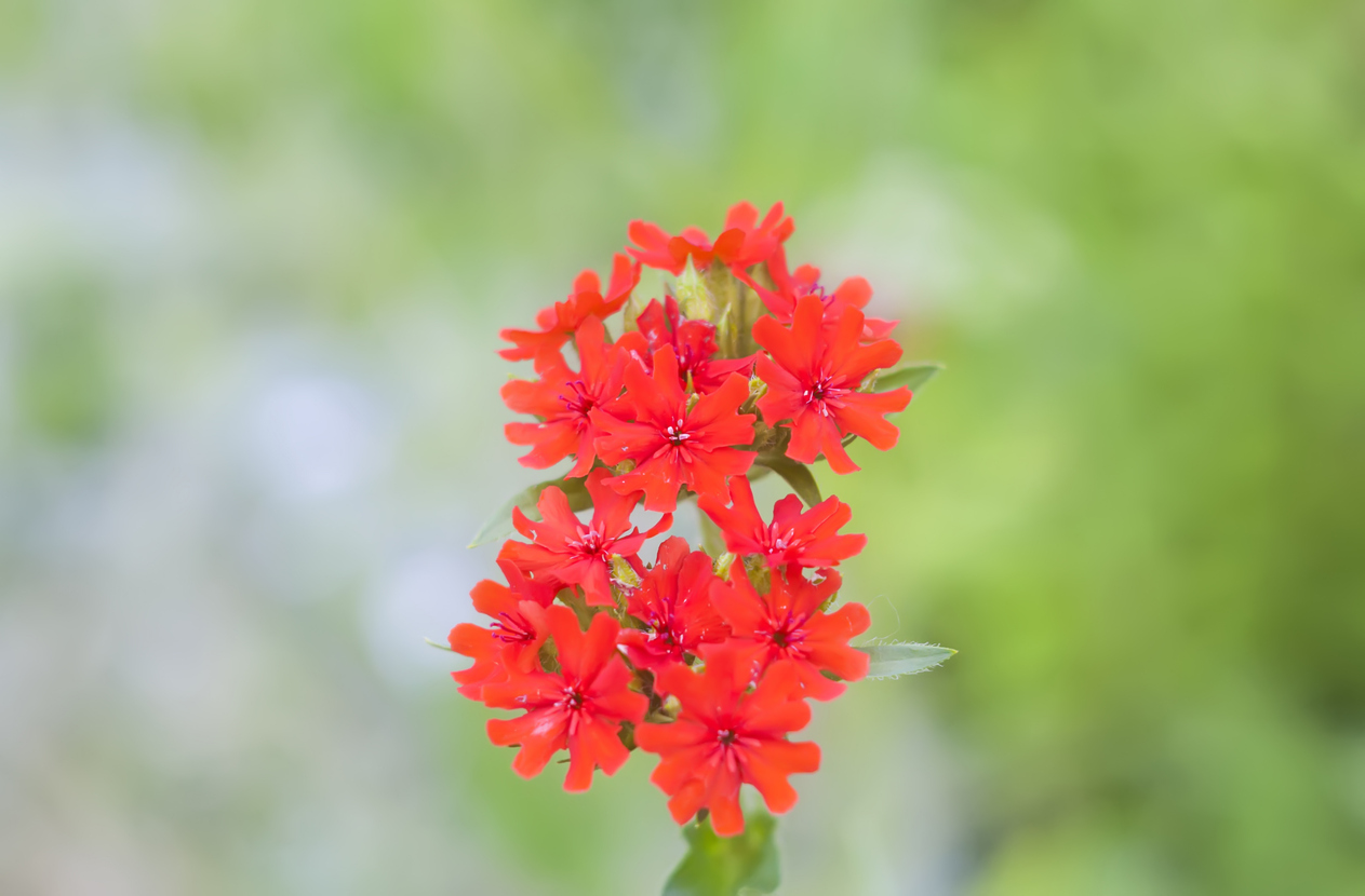 Fleur de Lychnis rouge