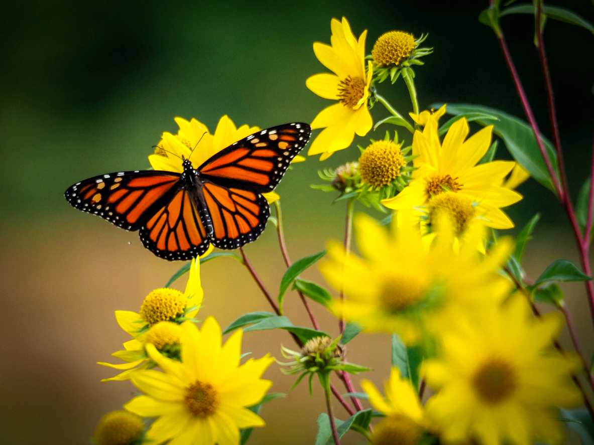 papillon monarque sur fleur jaune