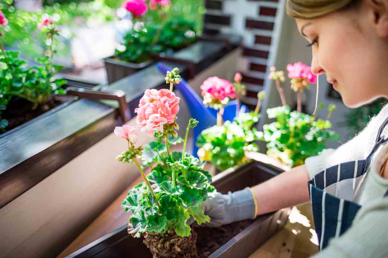 plantation de fleur par une femme sur le balcon ensoleillé au printemps, jardinage à la maison