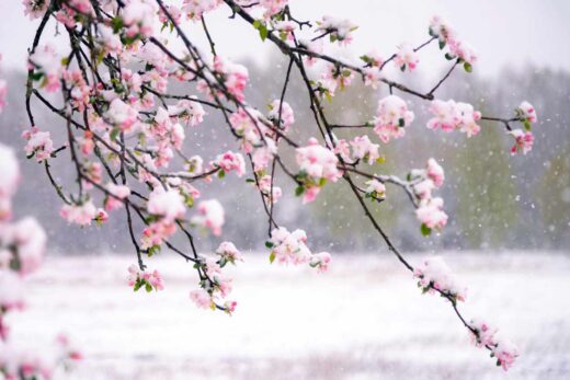Fleurs de pommier couvertes de neige pendant les chutes de neige inattendues au printemps.