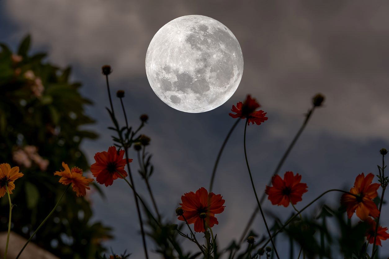 Pleine lune avec des fleurs de cosmos silhouette dans la nuit