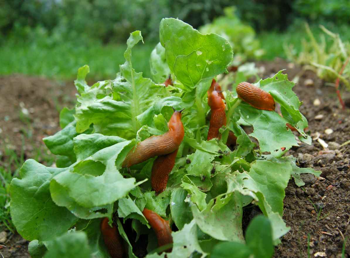 Invasion de limaces sur une salade dans le jardin