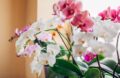 Les orchidées phalaenopsis fleurissent sur le rebord de la fenêtre