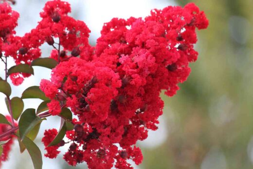 fleurs lilas des indes rouge