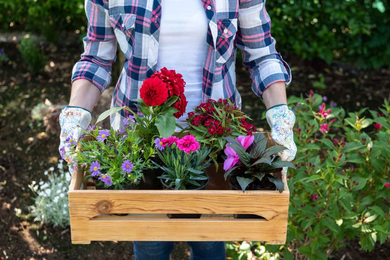 Jeune femme jardinier tenant la caisse en bois plein de fleurs prêtes à planter dans un jardin.