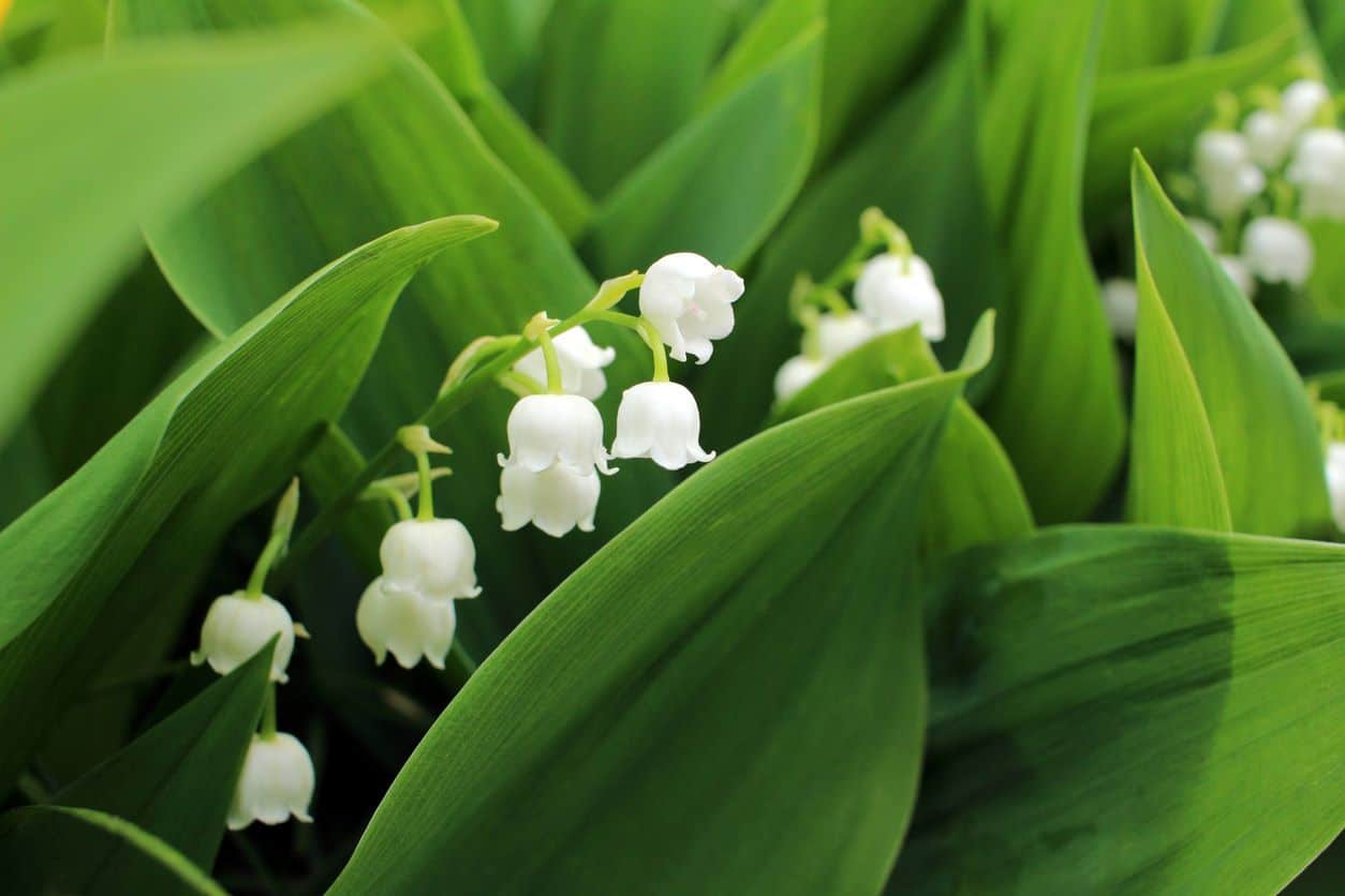 Culture Du Muguet