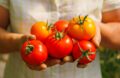 Récolte De Tomates