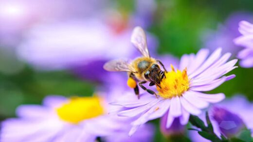 Abeille Butineuse