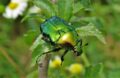 Cétoine Dorée Utile Au Jardin