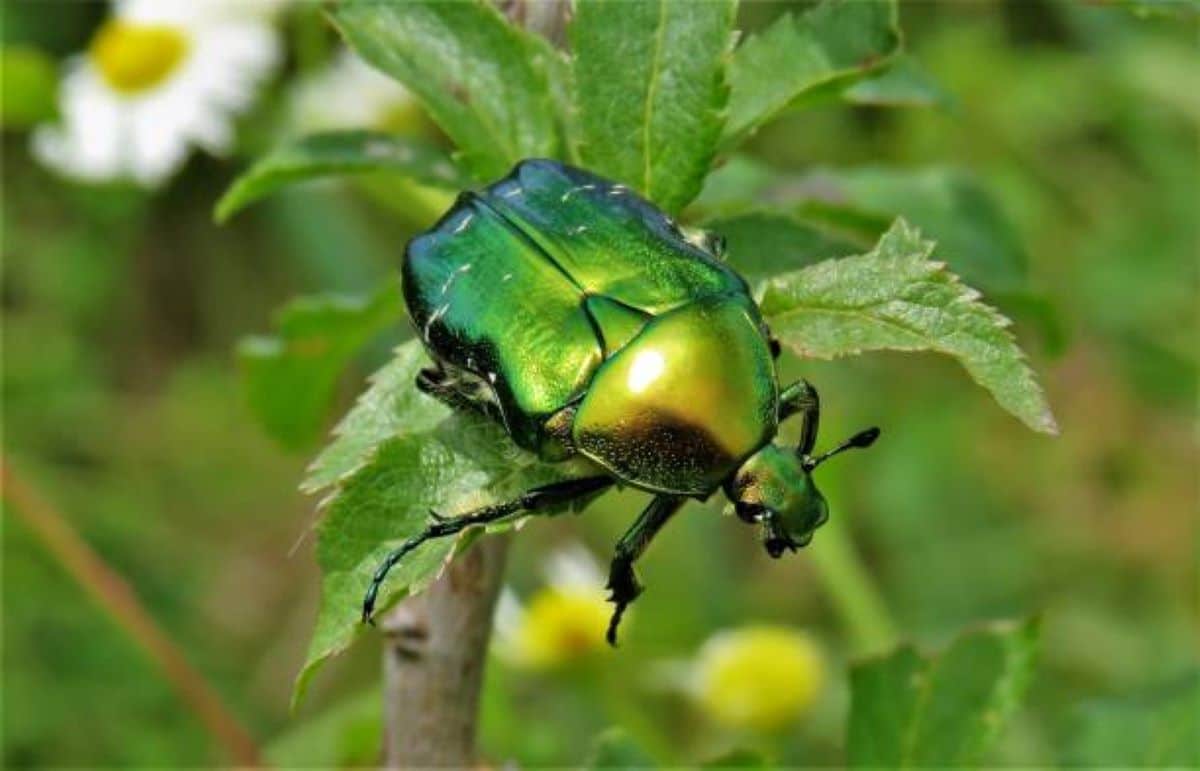 Cétoine Dorée Utile Au Jardin