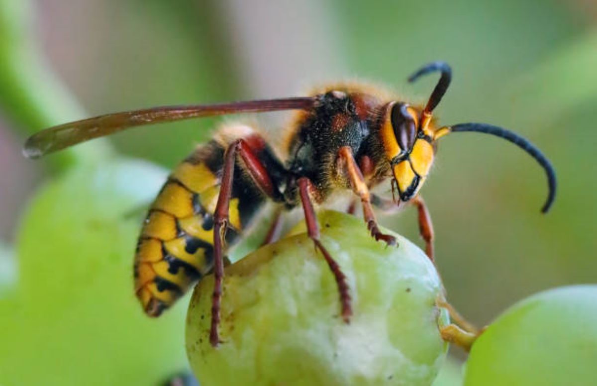 Frelon Européen