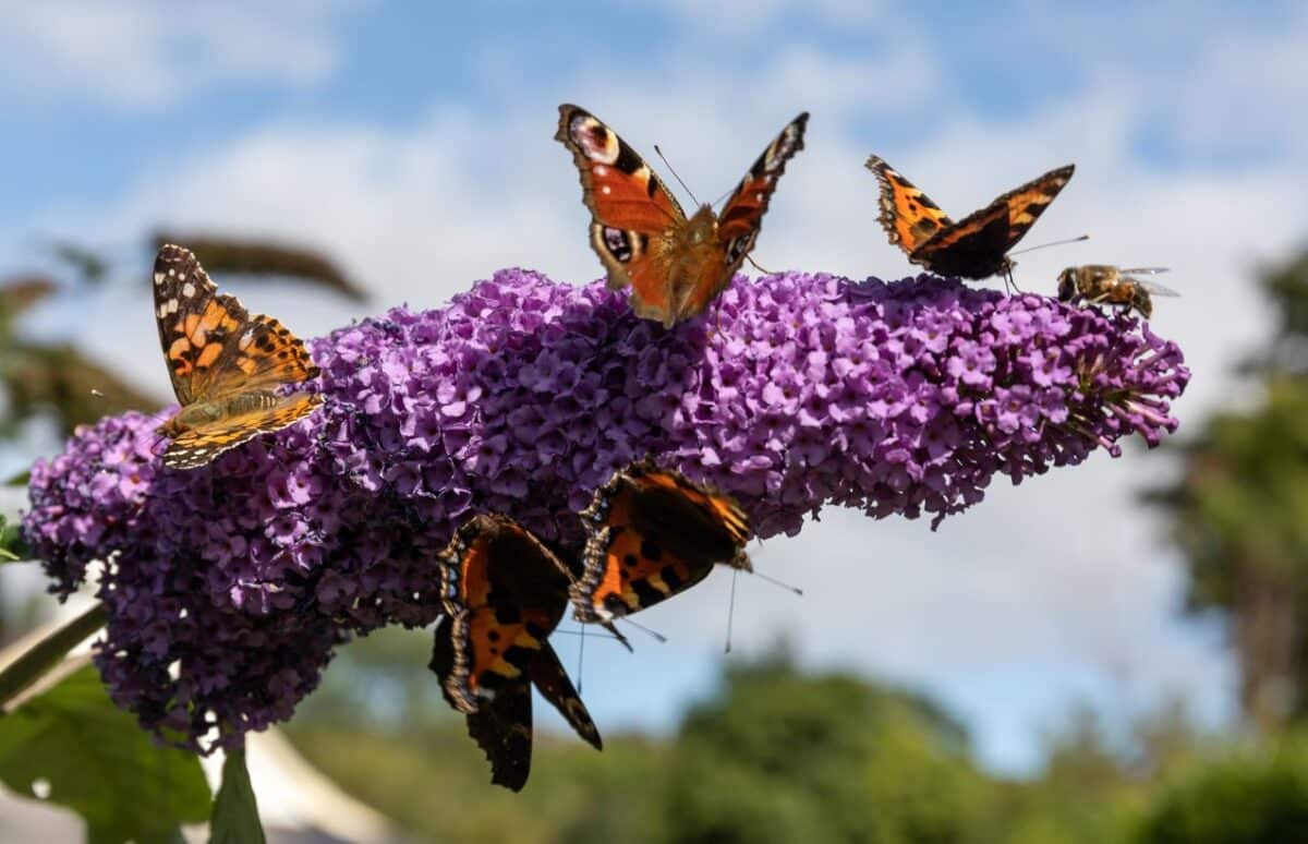 Jardin Papillons