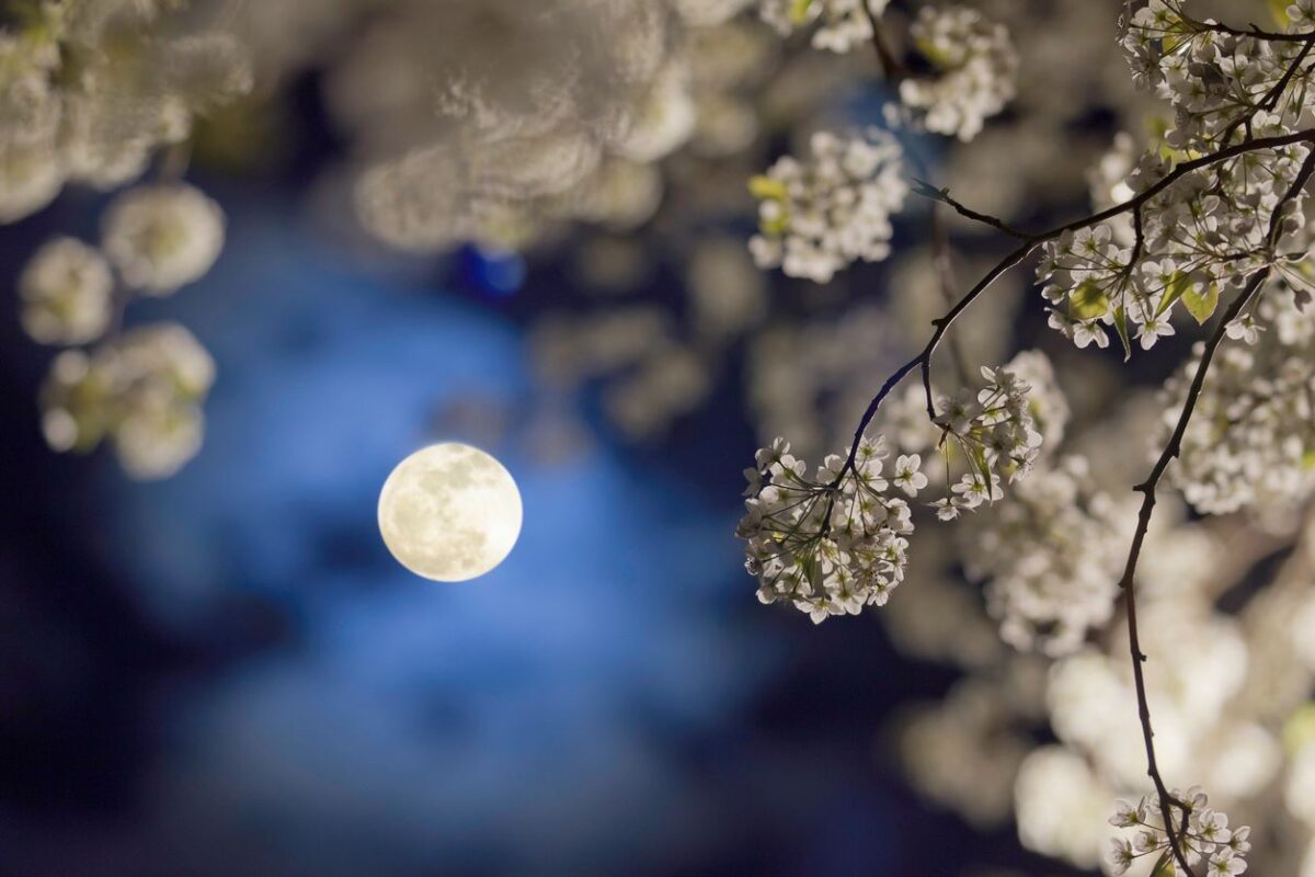 Jardiner Avec La Lune