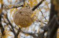 Nid De Frelons Asiatiques Au Jardin