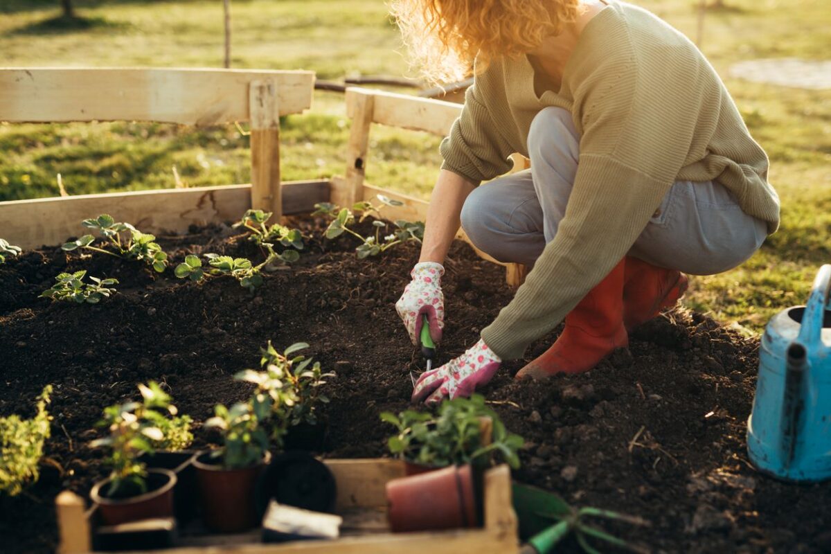 Planter Semer Août