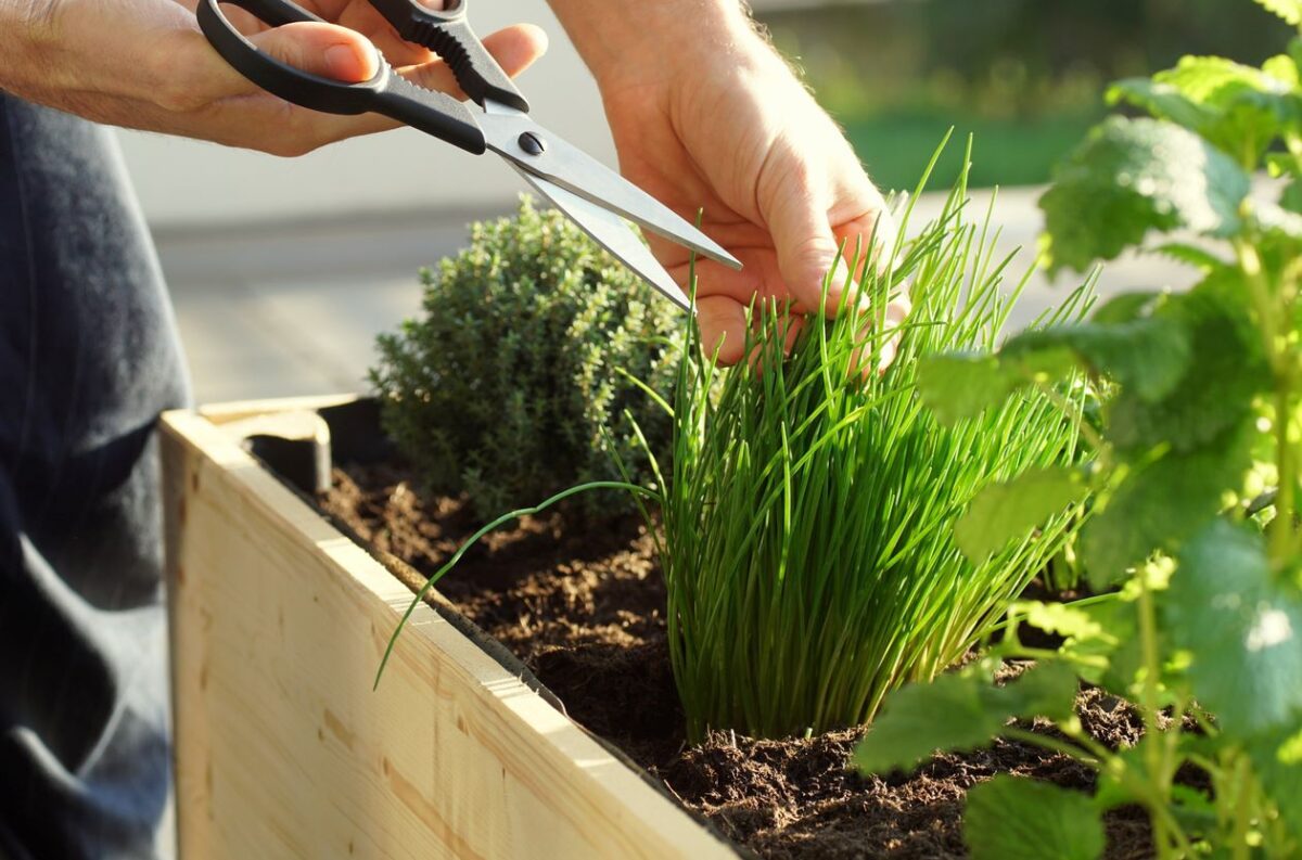 Plantes Aromatiques