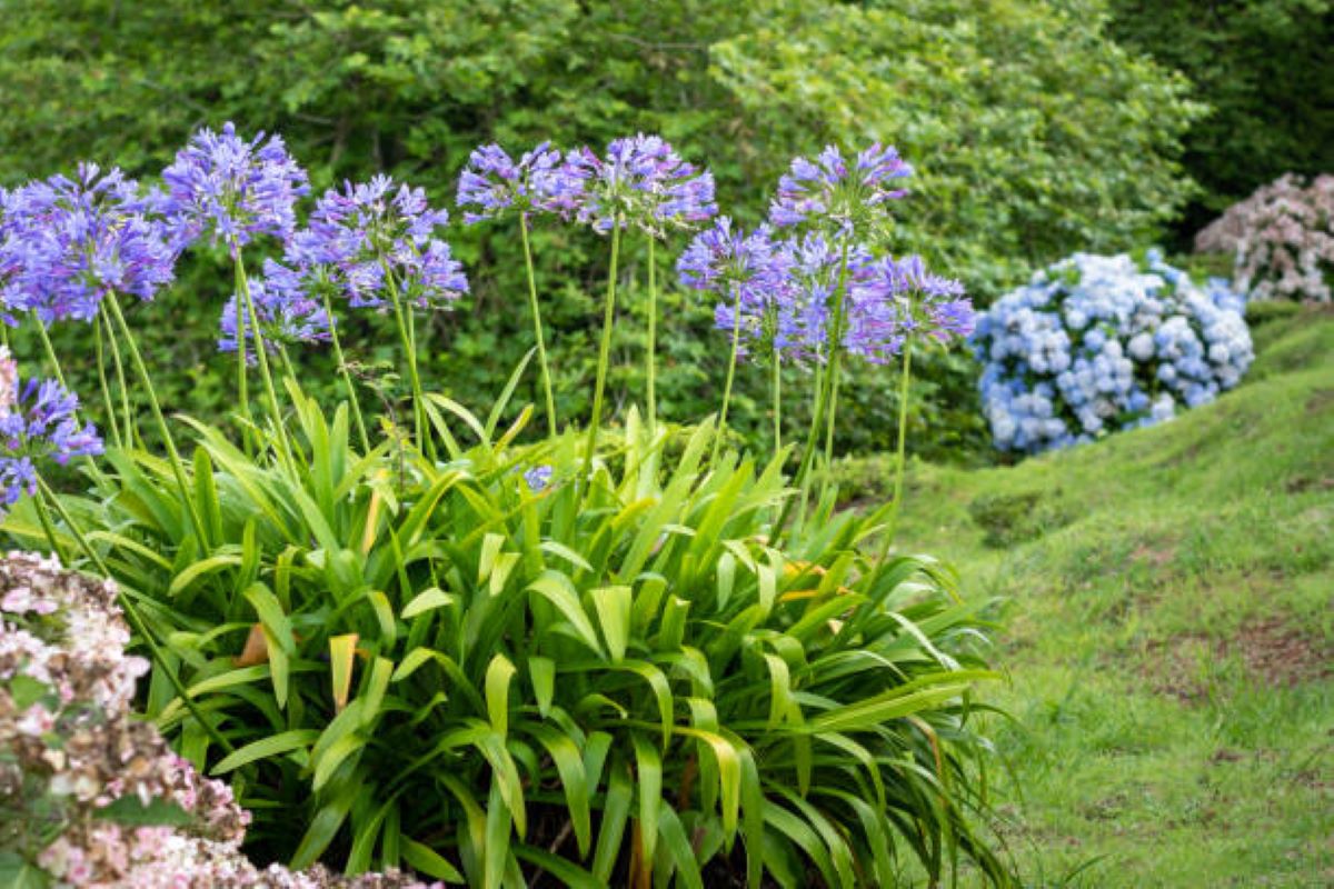 Agapanthus