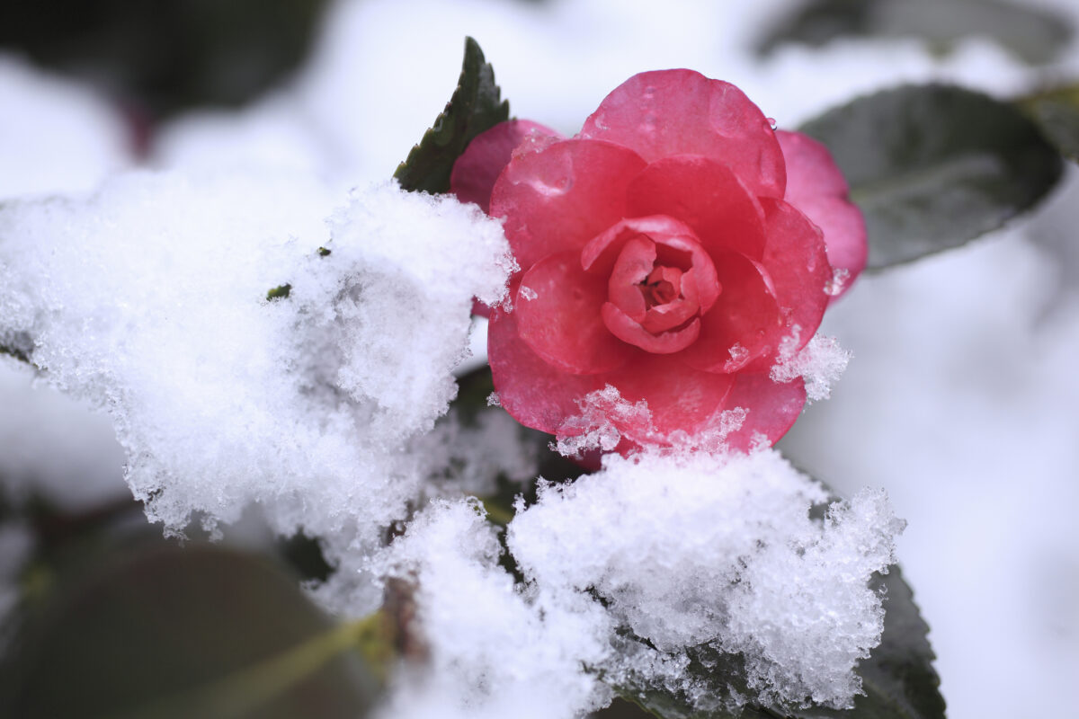 Camellia Japonica