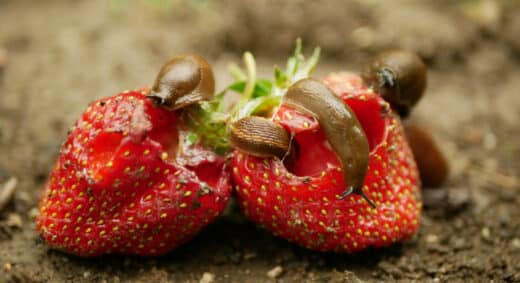 Éloigner Limaces Potager