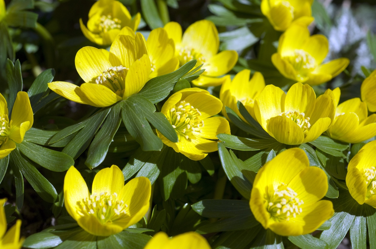 Eranthis Hyemalis