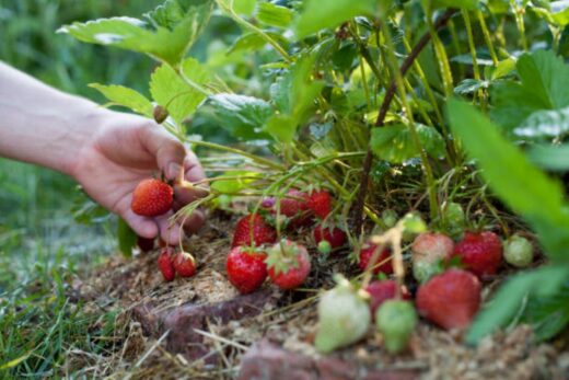 Fraisier Au Jardin