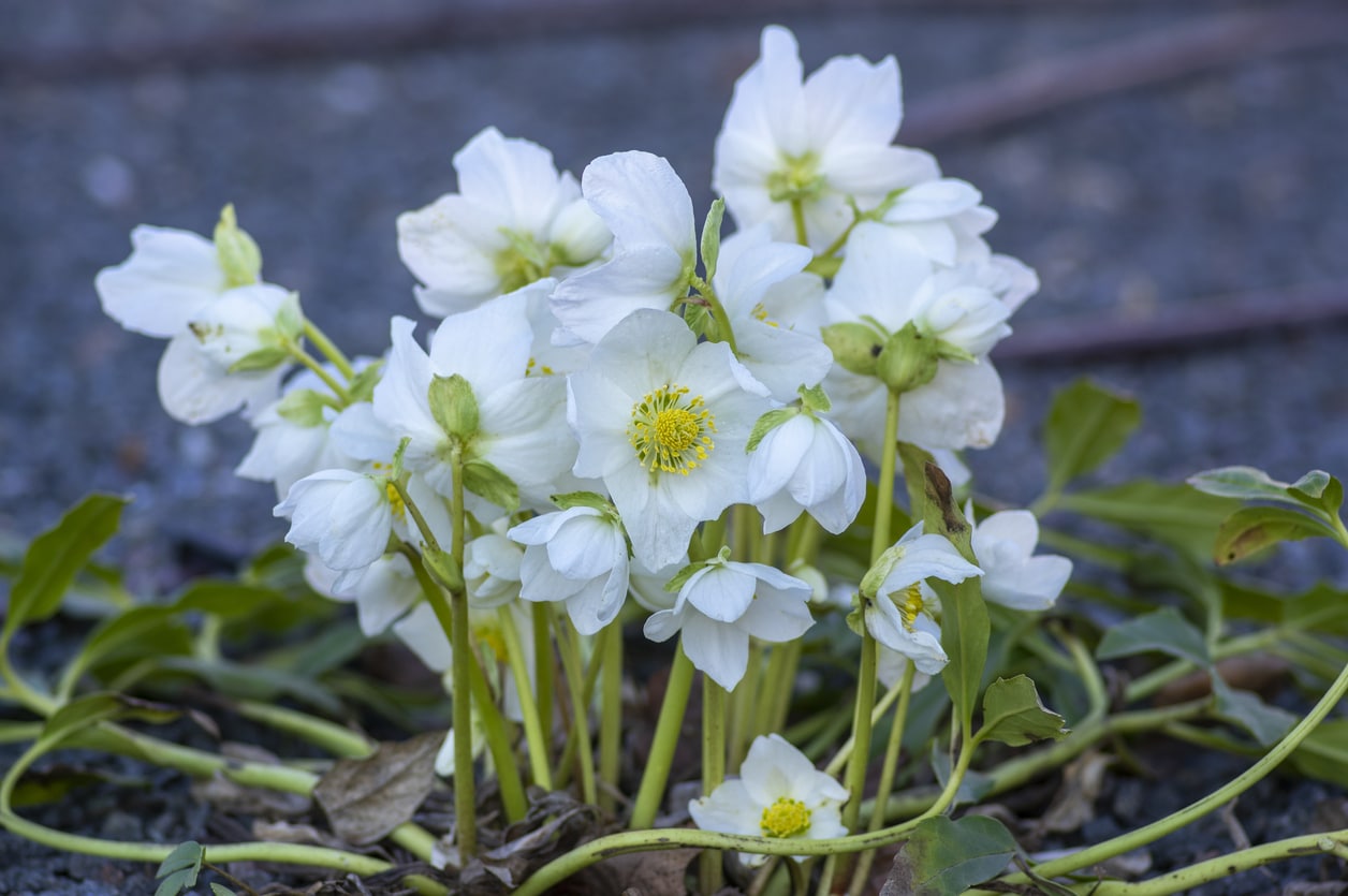 Helleborus Niger