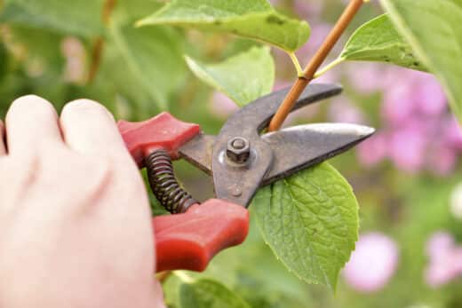 taille plante octobre