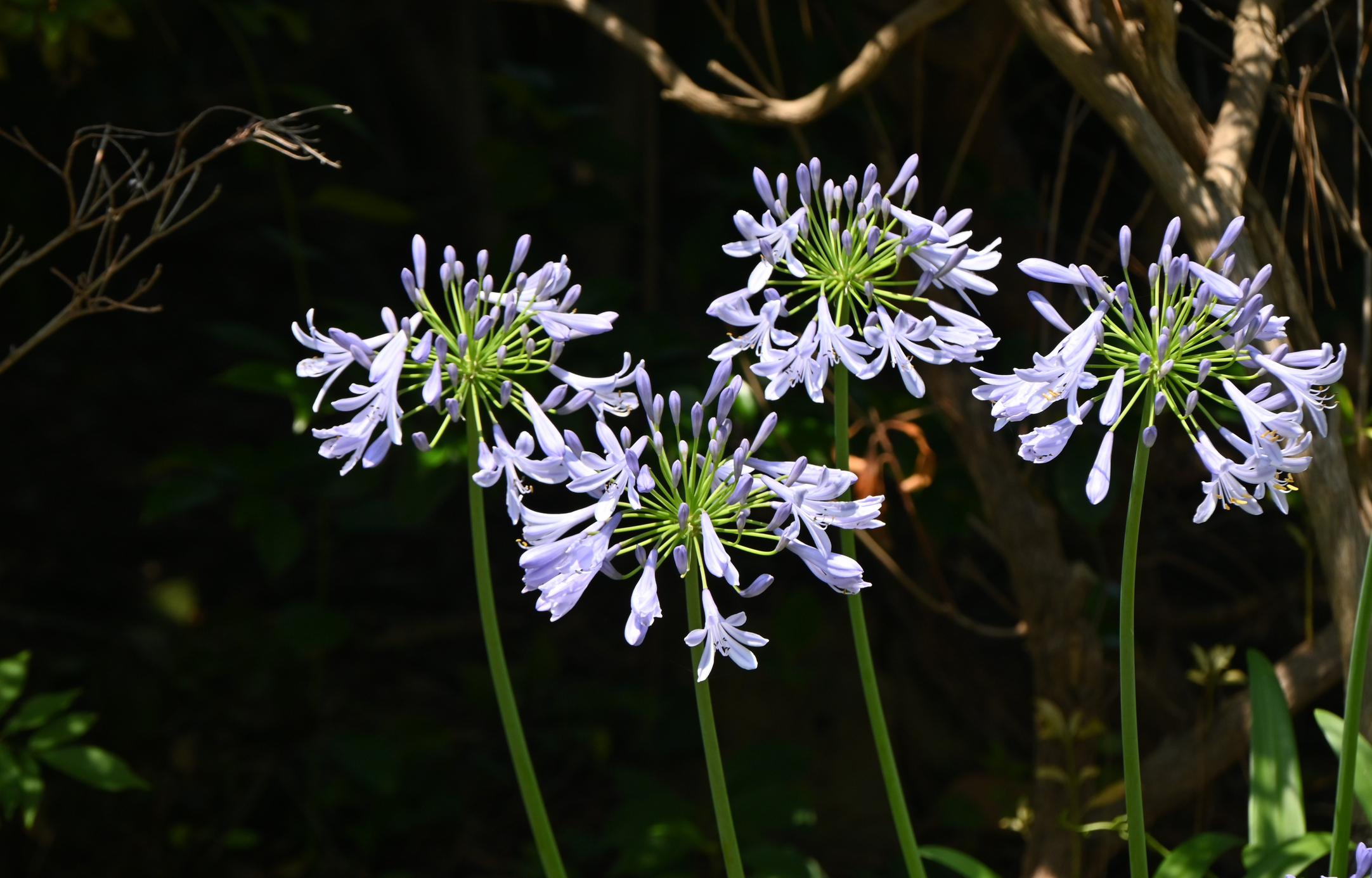 Agapanthes Novembre