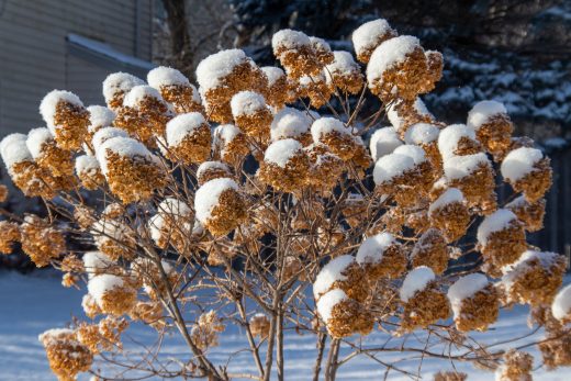 Hortensias Hiver